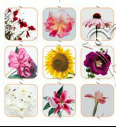 לוטו תמונות מונטסורי -פירות,ירקות,פרחים