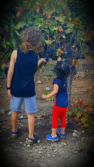 ילדים קוטפים ענבים יחדיו